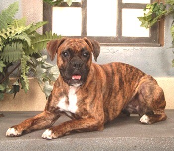 Es lo mas parecido a mi perito de 7 meses. Tan pronto arregle mi Digital cam tendre su foto original.
Pero este es el mismo color casi perfecto de el. Mi perro Brandy Es lo mas parecido a mi perito de 7 meses. Tan pronto arregle mi Digital cam tendre su foto original.
Pero este es el mismo color casi perfecto de el. Mi perro Brandy