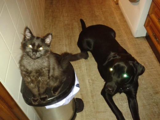 Brako y Zarpas mirando mientras friego los platos :)