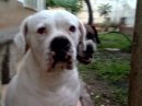 Este es Branco , hijo de Rock, Muriò el 6 de Agosto. Era un perrito alegre, travieso y dulce, ha sido una terrible perdida al igual que su padre Este es Branco , hijo de Rock, Muriò el 6 de Agosto. Era un perrito alegre, travieso y dulce, ha sido una terrible perdida al igual que su padre