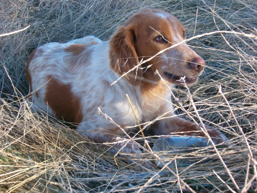 Regalo "spaniel breton" con 1 año de edad, muy cariñoso y fiel, le encantan los niños, buen guardián.
Interesados llamar al tfno: 607 73 93 39