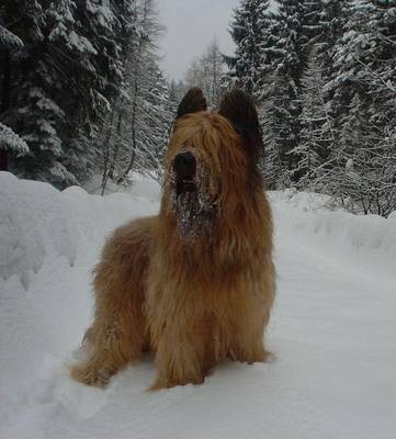 A Bixer le gusta su pelo y revolcarse en la nieve sobre todo es simpatico y me da la pata.