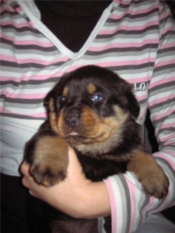 mi perrita Tana mi perrita Tana