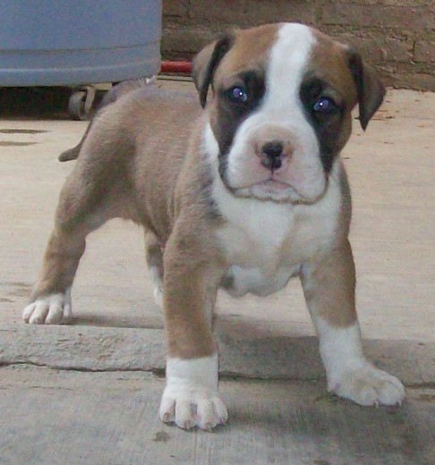 cachorro pitbull