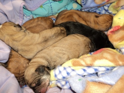 Cuando encontraron a Linka y sus hermanos abandonados, recién nacidos y con el cordón umbilical, sobre el arcén de una carretera, sin caja, ni manta y mojaditos de la humedad de la noche.