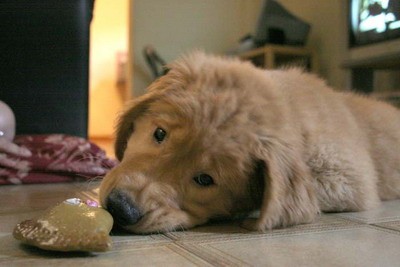 Caio cuando llegó a casa! hace tres meses!