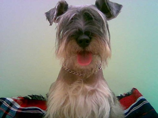 mi hermoso dog