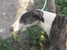 capote .
galgo que esta en las manos de un cazador y me da poco tiempo para poder buscarle algo .
hoy capote tiene una oportunidad de que pueda caviar su vida  en tus manos esta su destino y su futuro .
galgo macho.
edad .3 años
lolidalo@gmail.com
www.prodeanse.es
