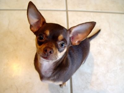 chihuahueño