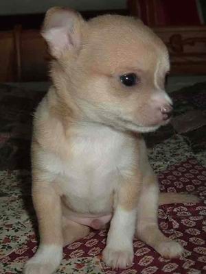 Quieroo este chihuahua es mucho pedir?