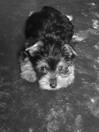 mi chimi mi reina mi vida mi alegria dia a dia LA ADORO ! mi chimi mi reina mi vida mi alegria dia a dia LA ADORO !