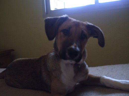 Esta es coco mi perrita:Ppero ahora esta un pokito mas grande Esta es coco mi perrita:Ppero ahora esta un pokito mas grande
