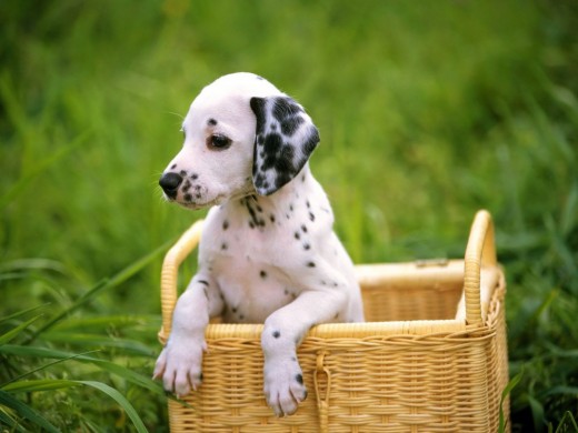 Pongo es tu mejor amigo porque es un experto resolviendo problemas. Pongo es tu mejor amigo porque es un experto resolviendo problemas.