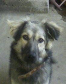 es una perrita muy juguetona y traviesa lo unico es que es muy miedosa y por eso nunca quiere salir de casa es una perrita muy juguetona y traviesa lo unico es que es muy miedosa y por eso nunca quiere salir de casa