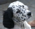 Gyna es una perrita con un caracter que te enamora y unas actitudes portentosas. Gyna es una perrita con un caracter que te enamora y unas actitudes portentosas.