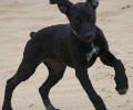 Esta perrita no tiene pedigree, no es setter, no muestra.... pero la adoramos, es nuestra amiga. Esta perrita no tiene pedigree, no es setter, no muestra.... pero la adoramos, es nuestra amiga.