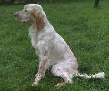 Mala es una perrita pequeñita pero con una potencia enorme. Mala es una perrita pequeñita pero con una potencia enorme.