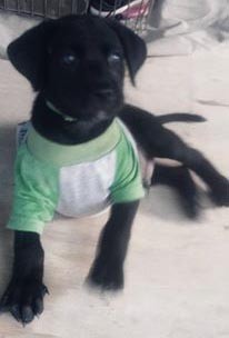 hola amigos, soy nuevo aqui, solo queria preguntar a cerca de dobby mi cachorro de 2 meses tengo duda si sea labrador original, ya que tiene un pequeño lunar blanco abajo de la boca...
