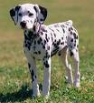 mi cool perro mi cool perro
