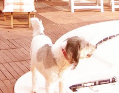 Dolsa, y como su nombre indica es dulce, una perra que cuando me la dieron no paraba de ladrar y pelearse con otros perros. Ahora es un sueño de perra tranquila, cariñosa y activa.
Ocupa el puesto Alfa en mi manada de 9 perros, y ahora está centrada en la educación de Terra, a la que ha adoptado perfectamente y que espero sea la futura Alfa y así facilitar el retiro de Dolsa que se lo ha ganado a pulso. Dolsa, y como su nombre indica es dulce, una perra que cuando me la dieron no paraba de ladrar y pelearse con otros perros. Ahora es un sueño de perra tranquila, cariñosa y activa.
Ocupa el puesto Alfa en mi manada de 9 perros, y ahora está centrada en la educación de Terra, a la que ha adoptado perfectamente y que espero sea la futura Alfa y así facilitar el retiro de Dolsa que se lo ha ganado a pulso.