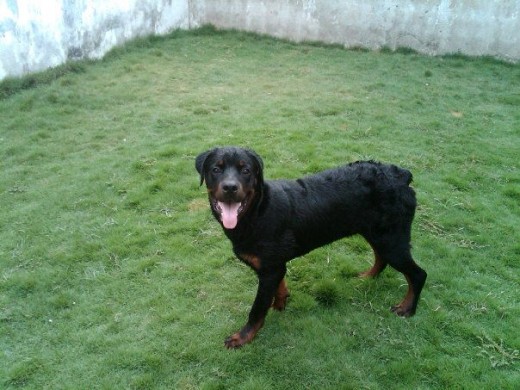 recien bañado y jugando en el jardin, le da por escarbar y comer piedras jajaja :P