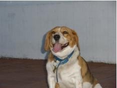 Esta es mi perra Emily. Es una Beagle de colores marrón negro y blanco. Esta es mi perra Emily. Es una Beagle de colores marrón negro y blanco.