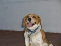 Esta es mi perra Emily. Es una Beagle de colores marrón negro y blanco.