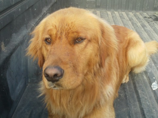 es golden retriever