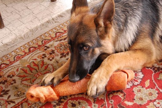 eva.,. mordiendo un hueso de carnaza.,. ya solo le damos huesos de cerdo grandes, le duran mas y me parece que tienen mas sabor.