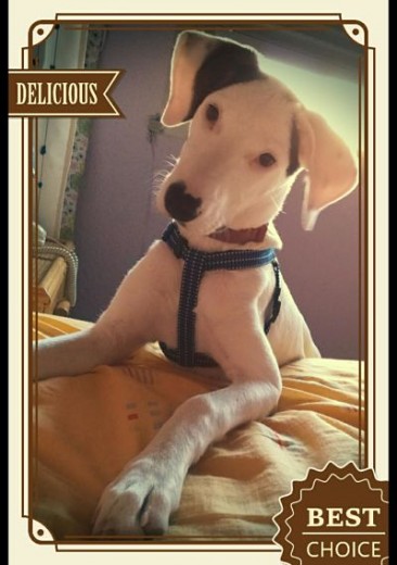 Aqui esta el pequeño trasto. Zeus ;) Aqui esta el pequeño trasto. Zeus ;)