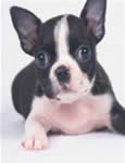 fuldog frances  pequeño  negro y blanco muy bueno