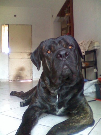 soy facha...!! soy facha...!!