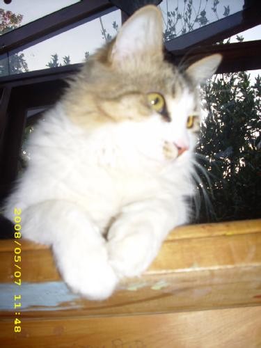 este es mi gato fufupapachu...
le decimos fufito...(porque para decirle el nombre completo)
bueno... nada mas...
besos!!
este es mi gato fufupapachu...
le decimos fufito...(porque para decirle el nombre completo)
bueno... nada mas...
besos!!