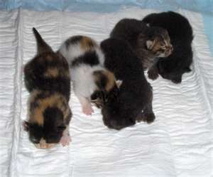 los gatitos de la florencia 