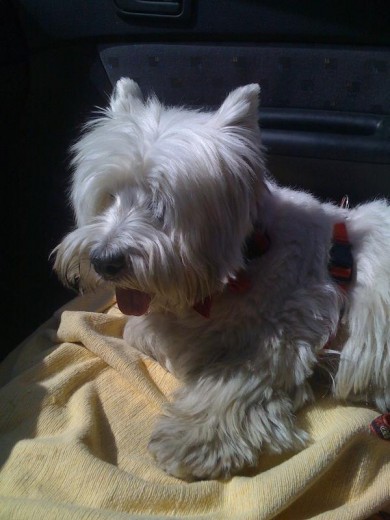 growly sentado en el coche growly sentado en el coche