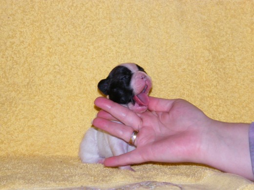 LUZ DE ESPASANDE
(HEMBRA)
PEDIGREE REGISTRADO EN LA F.C.E
SOCIOS FEDERACION CINOLOGICA
AFIJO ASIGNADO