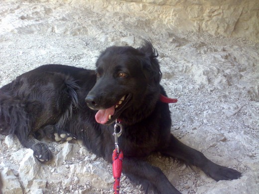 Mi perrina la saque de una protectora el 1de diciembre del 2007 asi que no se su edad concreta, en esta foto esta cruzando los picos de europa haciendo la ruta del cares,creemos que es cruce de labrador y pastor belga. es la mejor perra del mundo, obediente,muy cariñosa y muy buena