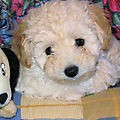 ELLA ES SHAKIRA MI MASCOTA ELLA ES SHAKIRA MI MASCOTA