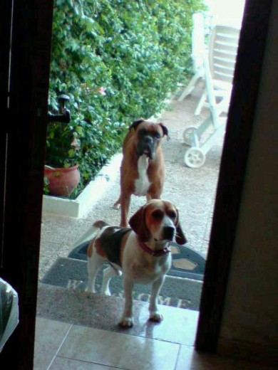 Bruno y su primo Turco. Bruno y su primo Turco.