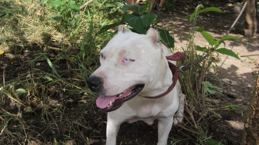 kiara es juguetona pero de caracter muy fuerte. le agradan muchos las personas, no asi los animales.  Es blaca con manchas marrones claras y un ojito celeste y otro marron. es muy bella