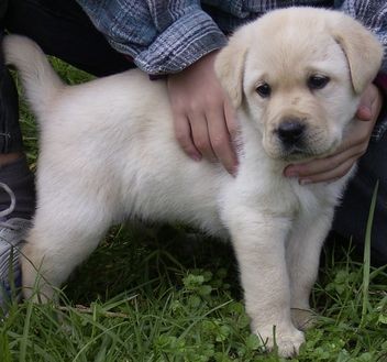 hermoso labrador