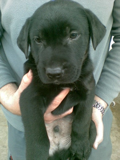 LABRADOR NEGRO DE UN MES Y MEDIO!!
