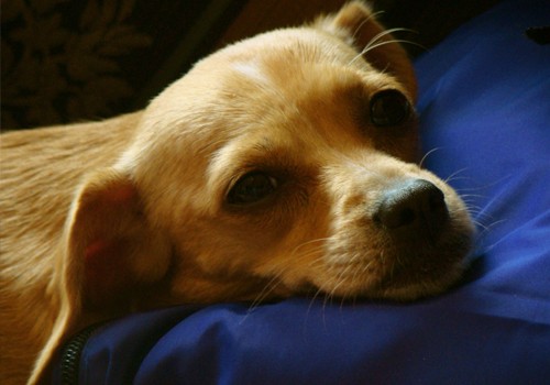 Mi flojita es la cosita mas tierna de bebé perrito, es una chiquitita exquisita que se quedó del tamaño perfecto. Duerme conmigo y me cuentan que cuandon o estoy me busca. Todos los días me avisa cuando tiene sueño y en lo posible debo ir a dormir con ella. Cada vez que llegamos es quien primero nos recibe, la mas feliz de que la familia este en casa. Mi flojita es la cosita mas tierna de bebé perrito, es una chiquitita exquisita que se quedó del tamaño perfecto. Duerme conmigo y me cuentan que cuandon o estoy me busca. Todos los días me avisa cuando tiene sueño y en lo posible debo ir a dormir con ella. Cada vez que llegamos es quien primero nos recibe, la mas feliz de que la familia este en casa.