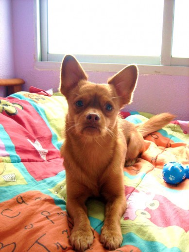 este es mi perro... se llama leo y es lo mejor que me a pasaoo!!