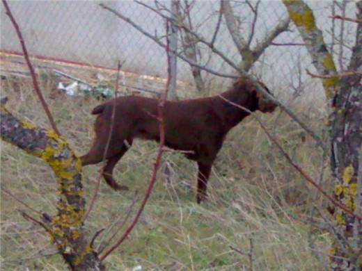 ESTA ES LINDA, LA PERRA QUE SE HA PERDIDO, SE SOLICITA VUESTRA COLABORACION, GRACIAS