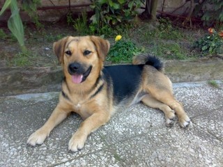 estaba en casa de mi novia ALERTA porque avian otros perros................... estaba en casa de mi novia ALERTA porque avian otros perros...................