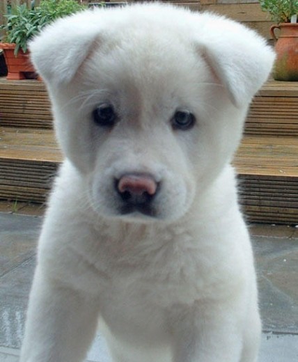 Hola este es mi perro lino es muy lindo jugueton cariñoso por monentos mordelon y ase cosas graciosas como:ablar en castellano,saltar,pedir y cuando esta con la correa puesta y ve a otro perro se para en 2 patas las junta y empiesa a moberlas para arriba para bajo para arriba y para bajo ajajaja. bye Hola este es mi perro lino es muy lindo jugueton cariñoso por monentos mordelon y ase cosas graciosas como:ablar en castellano,saltar,pedir y cuando esta con la correa puesta y ve a otro perro se para en 2 patas las junta y empiesa a moberlas para arriba para bajo para arriba y para bajo ajajaja. bye