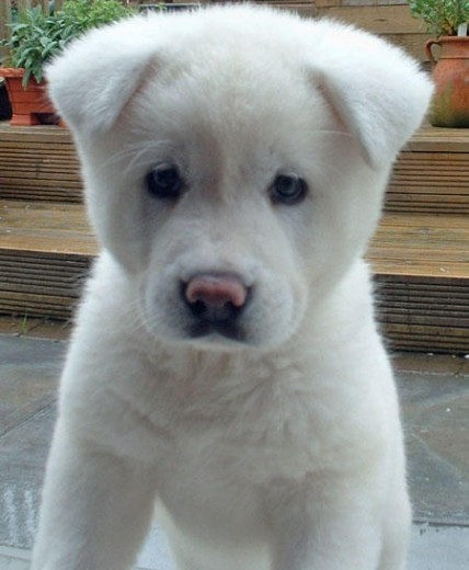 Hola este es mi perro lino es muy lindo jugueton cariñoso por monentos mordelon y ase cosas graciosas como:ablar en castellano,saltar,pedir y cuando esta  con la correa puesta y ve a otro perro se para en 2 patas las junta y empiesa a moberlas para arriba para bajo para arriba y para bajo ajajaja. bye