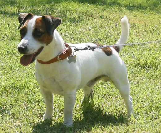 Este es mi perro Loncho (Don Chichi), es un estupendo ejemplar de Jack Russell Terrier, proviene de lineas irlandesas y sudafricanas y es la primera generacion de perros criados en Mexico. Cuenta con su pedigree azul internacional.
Loncho es bonachon y jugueton, le gusta morder cuanta cosa tiene enfrente y es una fiera al momento de defenderse por lo cual lo cuido mucho porque suele ser algo agresivo con los perros de su raza (jacks o los mismos terries.) Este es mi perro Loncho (Don Chichi), es un estupendo ejemplar de Jack Russell Terrier, proviene de lineas irlandesas y sudafricanas y es la primera generacion de perros criados en Mexico. Cuenta con su pedigree azul internacional.
Loncho es bonachon y jugueton, le gusta morder cuanta cosa tiene enfrente y es una fiera al momento de defenderse por lo cual lo cuido mucho porque suele ser algo agresivo con los perros de su raza (jacks o los mismos terries.)