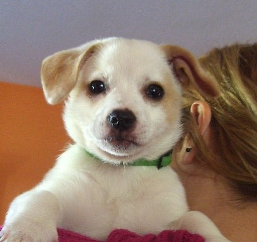 este es Lucky un cachorro blanco y *marron (en la cara)juega mucho duerme como un oso y es precioso porque parece un oso de peluche 