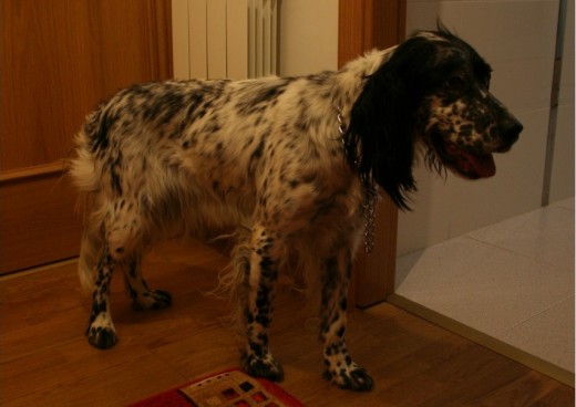 Esta es mi perrita Lur, hermosa y muy buenaaa como ella sola, fue el primer dia q llegó a mi casa Esta es mi perrita Lur, hermosa y muy buenaaa como ella sola, fue el primer dia q llegó a mi casa